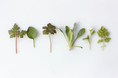 I segreti per coltivare le erbe aromatiche sul balcone