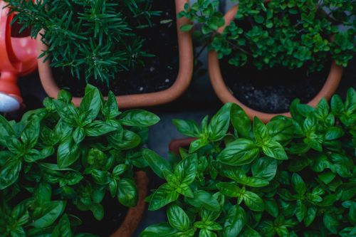 I segreti per coltivare le erbe aromatiche sul balcone